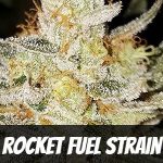 rocket-fuel-strain