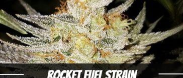 rocket-fuel-strain