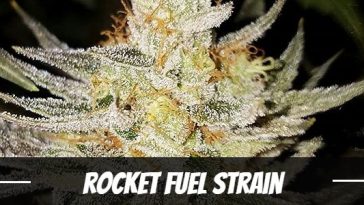 rocket-fuel-strain