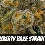 liberty-haze-strain