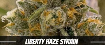 liberty-haze-strain