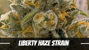 liberty-haze-strain