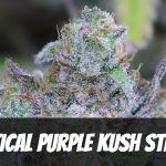 critical-purple-kush-strain