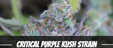 critical-purple-kush-strain