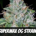 supermax-og-strain