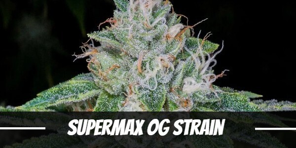 supermax-og-strain