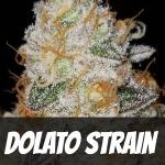 dolato-strain