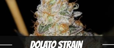 dolato-strain
