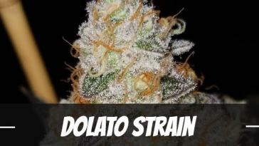 dolato-strain