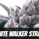 white-walker-strain