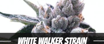 white-walker-strain