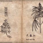 history of weed (marijuana)