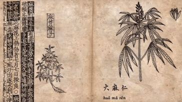 history of weed (marijuana)