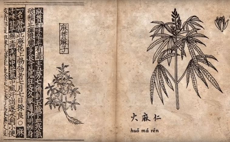 history of weed (marijuana)