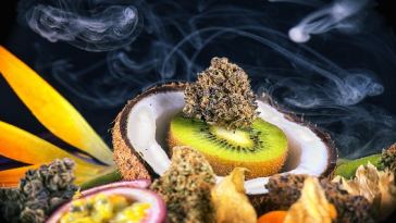 best-tasting-strains