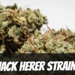 jack-herer-strain