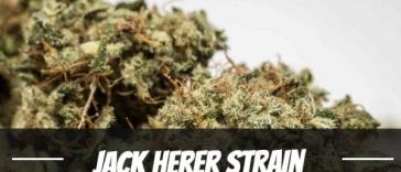 jack-herer-strain