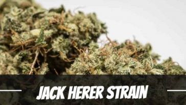 jack-herer-strain