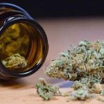 cbd cannabis flower