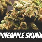 pineapple-skunk-strain
