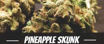 pineapple-skunk-strain