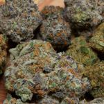 chemdog-and-7-strains-that-come-from-it