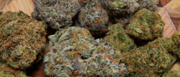 chemdog-and-7-strains-that-come-from-it