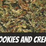 cookies-and-cream-strain