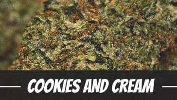 cookies-and-cream-strain