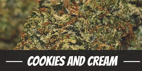 cookies-and-cream-strain