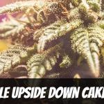 pineapple-upside-down-cake-strain