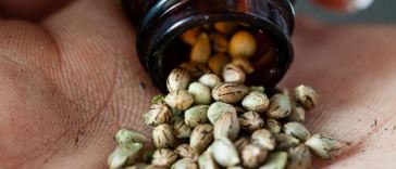 cbd seeds