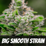 big-smooth-strain