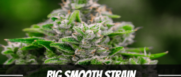 big-smooth-strain