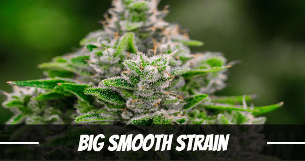 big-smooth-strain