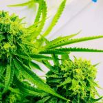 benefits of cbg flower