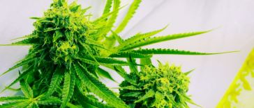 benefits of cbg flower