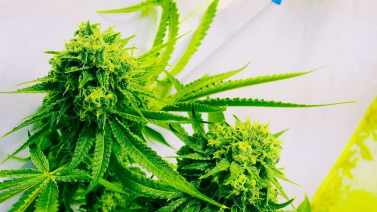 benefits of cbg flower