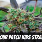 sour-patch-kids-strain