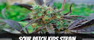 sour-patch-kids-strain