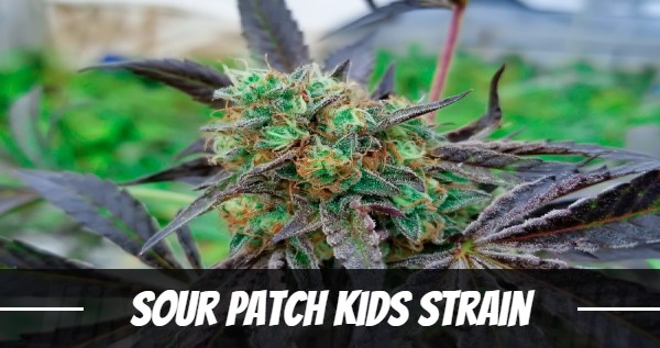 sour-patch-kids-strain
