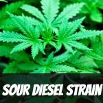 sour-diesel-strain