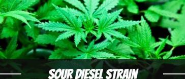 sour-diesel-strain