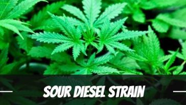 sour-diesel-strain