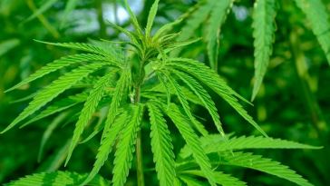 cannabis plant