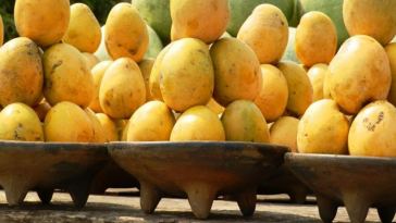 mangoes