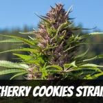 cherry-cookies-strain