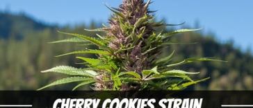 cherry-cookies-strain