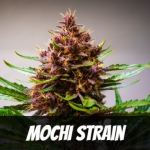 mochi-strain