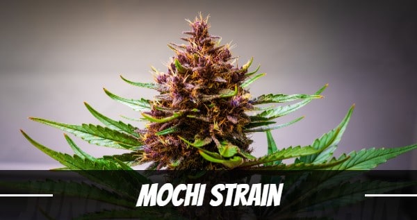 mochi-strain
